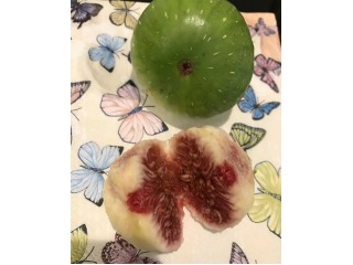 “Athinon” - 5 strong Fig Tree cuttings!