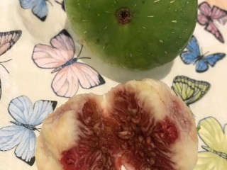 “Athinon” - 5 strong Fig Tree cuttings! “Athinon” - 5 strong Fig Tree cuttings!