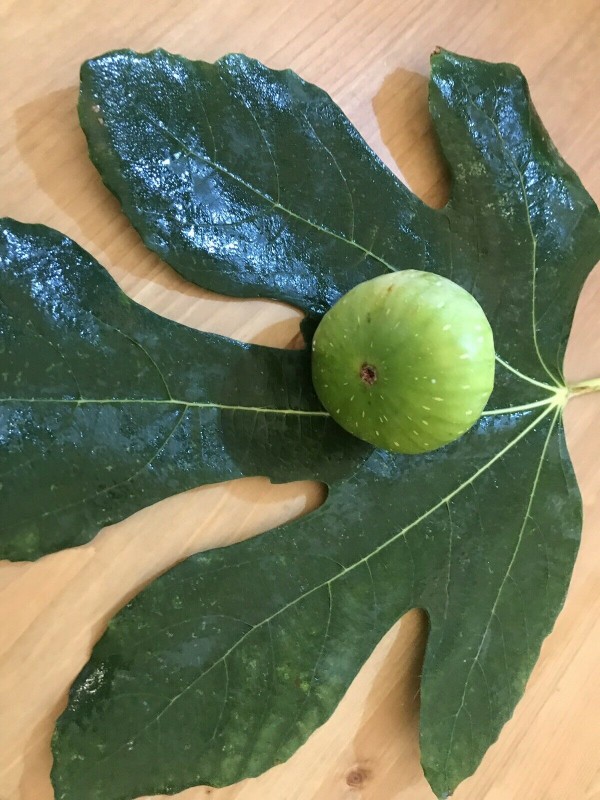 “Athinon” - 5 strong Fig Tree cuttings!