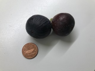 “Black Madeira KK” - 5 strong Fig Tree cuttings! “Black Madeira KK” - 5 strong Fig Tree cuttings!
