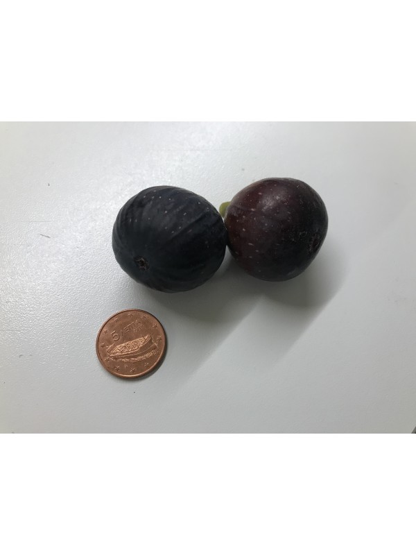 “Black Madeira KK” - 5 strong Fig Tree cuttings!