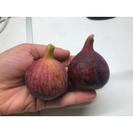 Bursa Black fig - 5 robust cuttings! Bursa Black fig - 5 robust cuttings!
