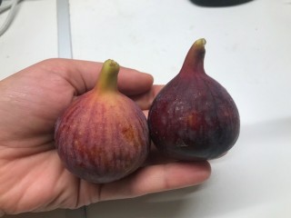 Bursa Black fig - 5 robust cuttings! Bursa Black fig - 5 robust cuttings!