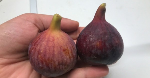 37+ Bursa Black Gärtner Kaufen, Diese schnellwachsende sorte dieser
