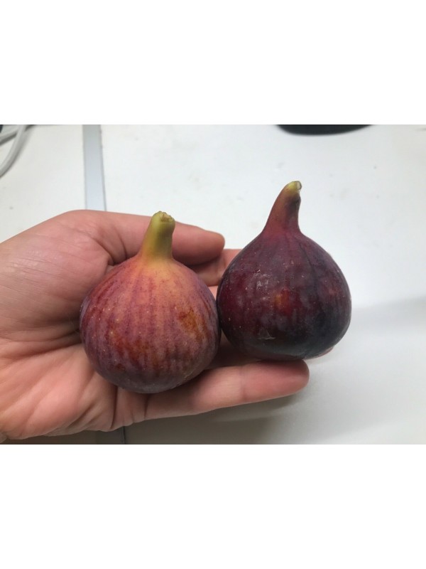 Bursa Black fig - 5 robust cuttings!