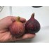 Bursa Black fig - 5 robust cuttings!