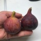 Bursa Black fig - 5 robust cuttings!