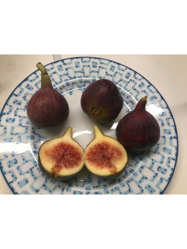 Bursa Black fig - 5 robust cuttings!