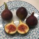 Bursa Black fig - 5 robust cuttings!