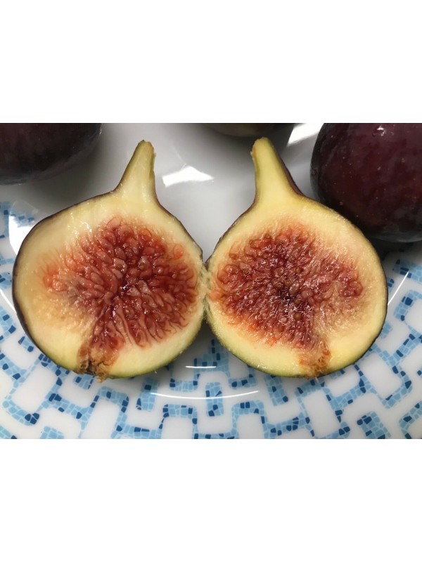 Bursa Black fig - 5 robust cuttings!