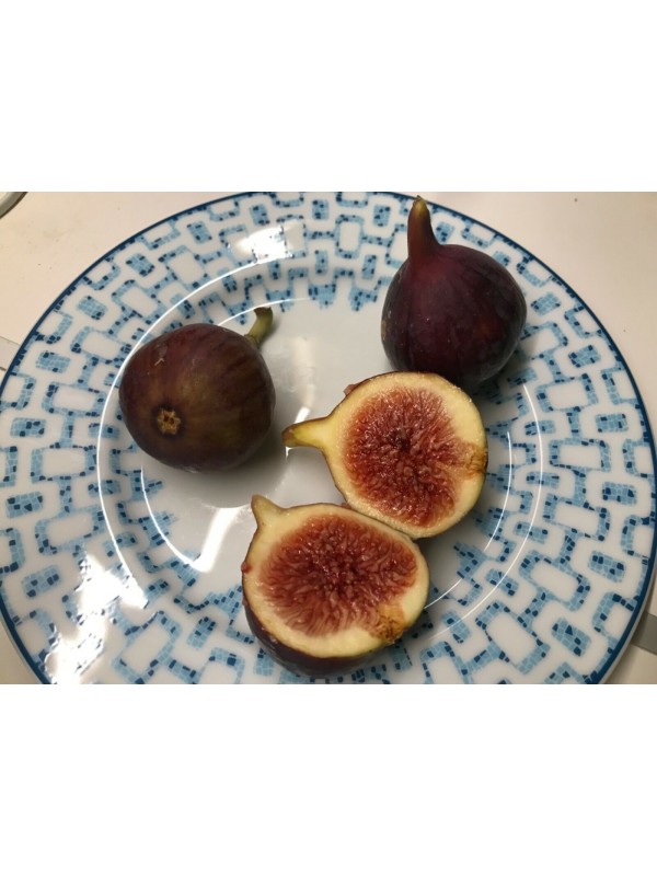 Bursa Black fig - 5 robust cuttings!