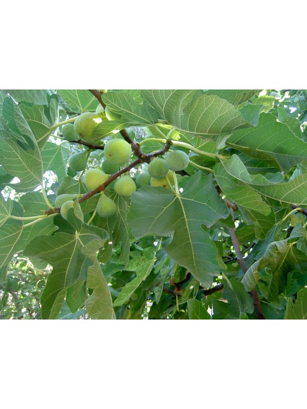 “Calimyrna” Figs - 5 strong Fig Tree cuttings!