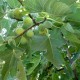 “Calimyrna” Figs - 5 strong Fig Tree cuttings!