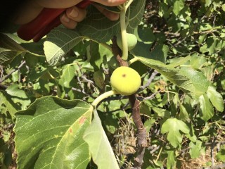 “Calimyrna” Figs - 5 strong Fig Tree cuttings! “Calimyrna” Figs - 5 strong Fig Tree cuttings!