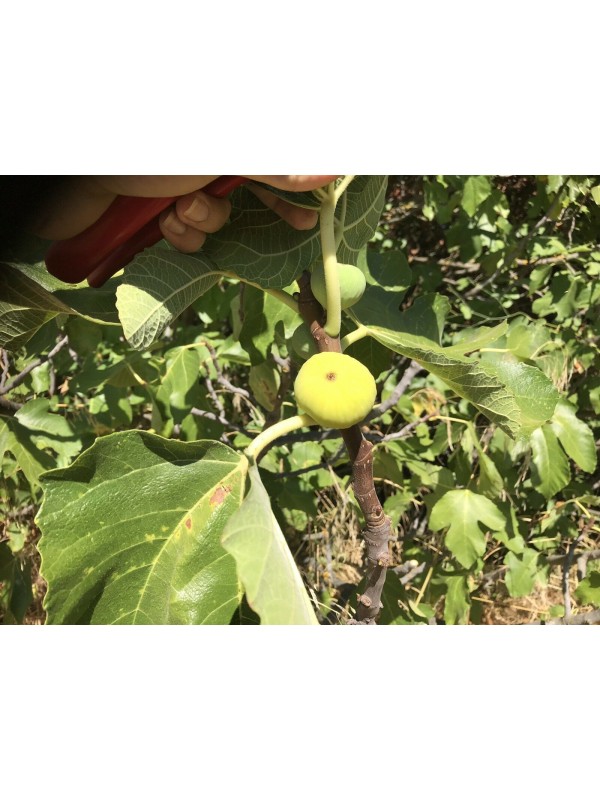 “Calimyrna” Figs - 5 strong Fig Tree cuttings!