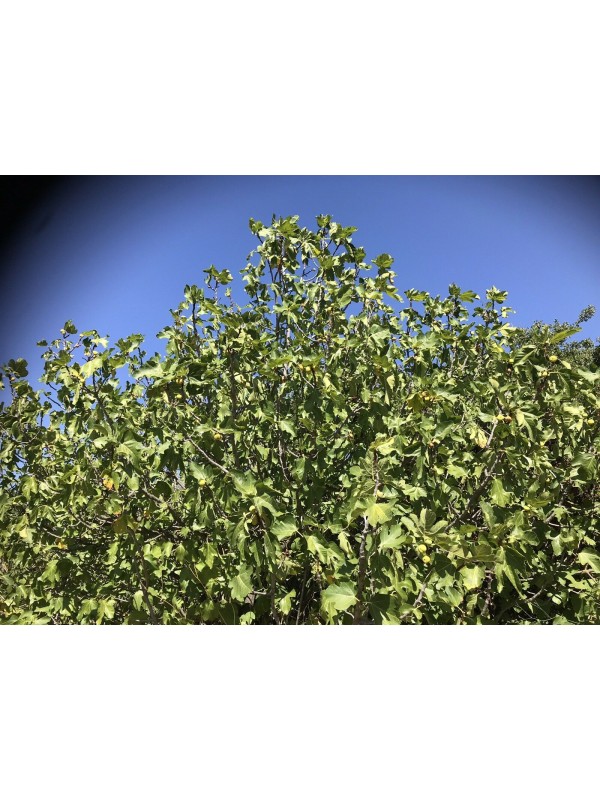 “Calimyrna” Figs - 5 strong Fig Tree cuttings!