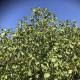 “Calimyrna” Figs - 5 strong Fig Tree cuttings!