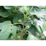 “Col De Dame Blanc” - 5 strong Fig Tree cuttings! “Col De Dame Blanc” - 5 strong Fig Tree cuttings!