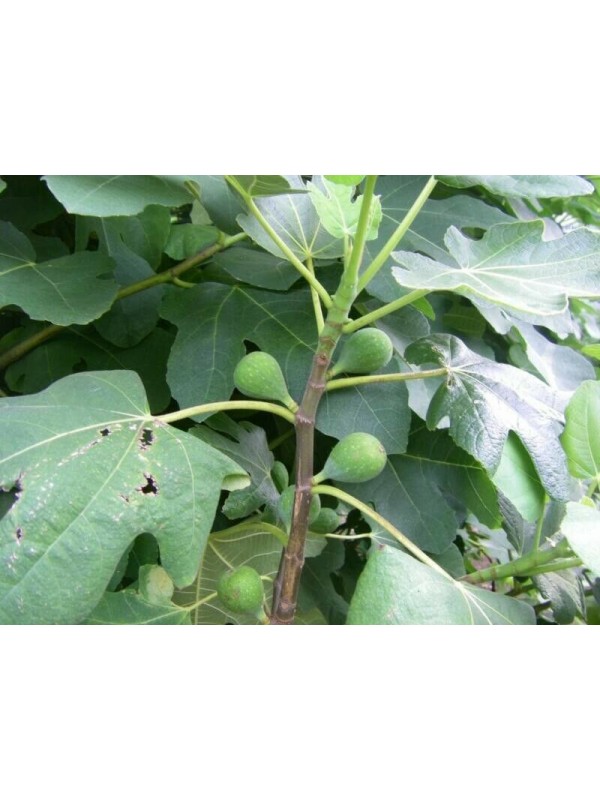 Col De Dame Blanc 5 strong Fig Tree cuttings