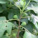 “Col De Dame Blanc” - 5 strong Fig Tree cuttings!