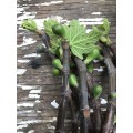 Fig cuttings