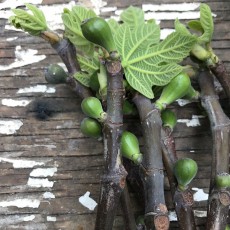 Fig cuttings