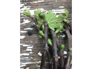 “Col De Dame Blanc” - 5 strong Fig Tree cuttings!