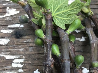 “Col De Dame Blanc” - 5 strong Fig Tree cuttings! “Col De Dame Blanc” - 5 strong Fig Tree cuttings!