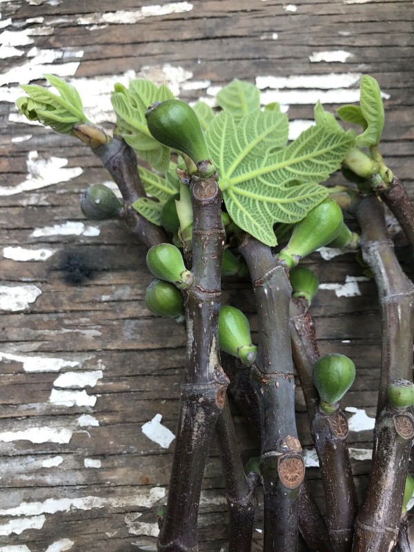 Col De Dame Blanc 5 strong Fig Tree cuttings