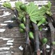 “Col De Dame Blanc” - 5 strong Fig Tree cuttings!