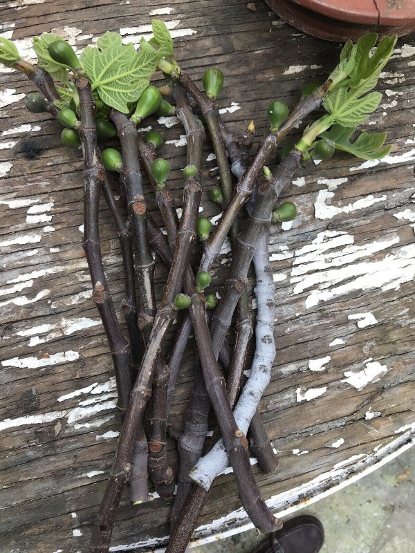 “Col De Dame Blanc” - 5 strong Fig Tree cuttings!