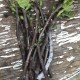 “Col De Dame Blanc” - 5 strong Fig Tree cuttings!