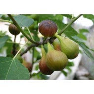 “Col De Dame Noir” - 5 strong Fig Tree cuttings! “Col De Dame Noir” - 5 strong Fig Tree cuttings!