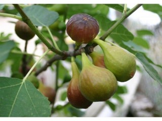 Ficazzana Black Malta Black and Fracazano Bianco Details about   9 Rare Fig Tree cuttings