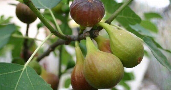 “Col De Dame Noir” - 5 strong Fig Tree cuttings!