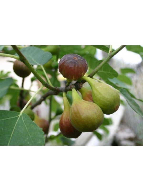 “Col De Dame Noir” - 5 strong Fig Tree cuttings!