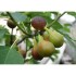 “Col De Dame Noir” - 5 strong Fig Tree cuttings!
