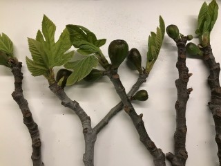 “Col De Dame Noir” - 5 strong Fig Tree cuttings! “Col De Dame Noir” - 5 strong Fig Tree cuttings!