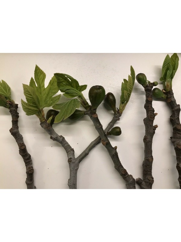 “Col De Dame Noir” - 5 strong Fig Tree cuttings!