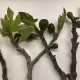 “Col De Dame Noir” - 5 strong Fig Tree cuttings!