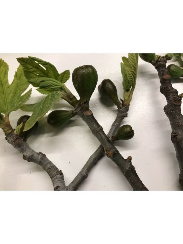 “Col De Dame Noir” - 5 strong Fig Tree cuttings!