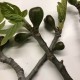 “Col De Dame Noir” - 5 strong Fig Tree cuttings!