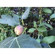 “Corfu” Figs – Rare super sweet - 5 strong Fig Tree cuttings! “Corfu” Figs – Rare super sweet - 5 strong Fig Tree cuttings!