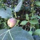 “Corfu” Figs – Rare super sweet - 5 strong Fig Tree cuttings!