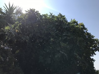 “Corfu” Figs – Rare super sweet - 5 strong Fig Tree cuttings! “Corfu” Figs – Rare super sweet - 5 strong Fig Tree cuttings!