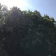 “Corfu” Figs – Rare super sweet - 5 strong Fig Tree cuttings!
