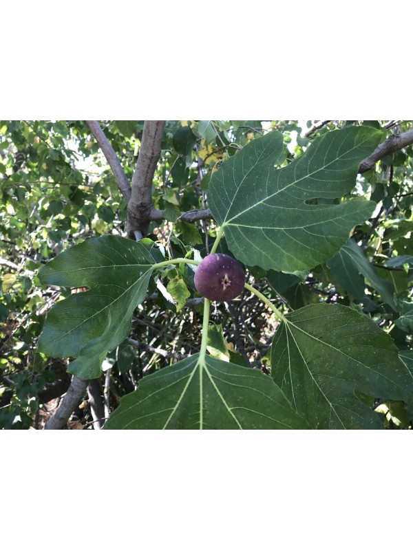 ‘Figo Preto’ - “Black Madeira” - 5 strong Fig Tree cuttings!