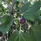 ‘Figo Preto’ - “Black Madeira” - 5 strong Fig Tree cuttings!