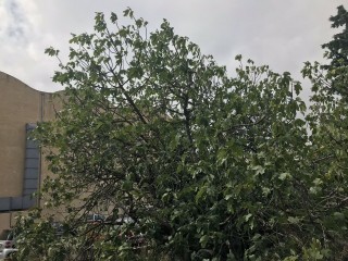 ‘Figo Preto’ - “Black Madeira” - 5 strong Fig Tree cuttings! ‘Figo Preto’ - “Black Madeira” - 5 strong Fig Tree cuttings!