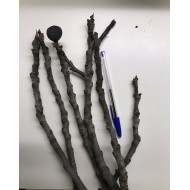 ‘Figo Preto’ - “Black Madeira” - 5 strong Fig Tree cuttings! ‘Figo Preto’ - “Black Madeira” - 5 strong Fig Tree cuttings!